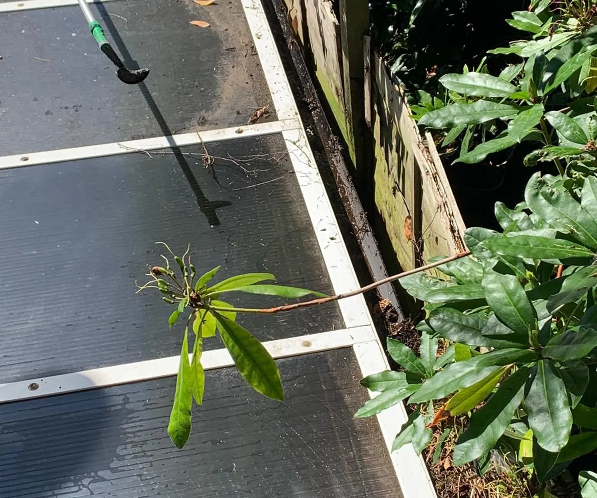 Conservatory roof cleaning in Guildford, a pole scraper clearing debris and a stray plant from a polycarbonate roof