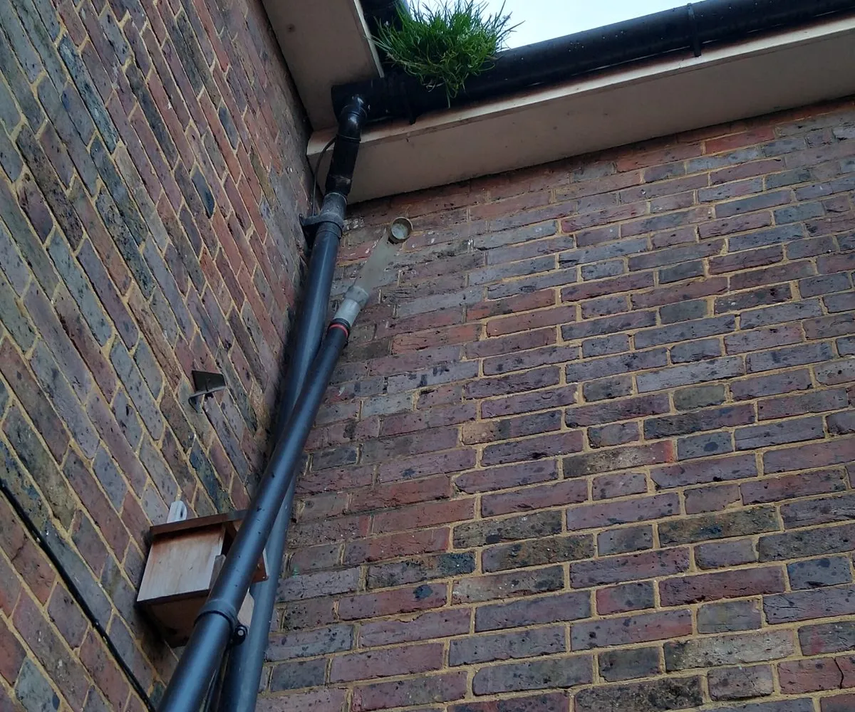 Fascia and soffit on a brick house in Surrey, with grass growing from the blocked gutter above them