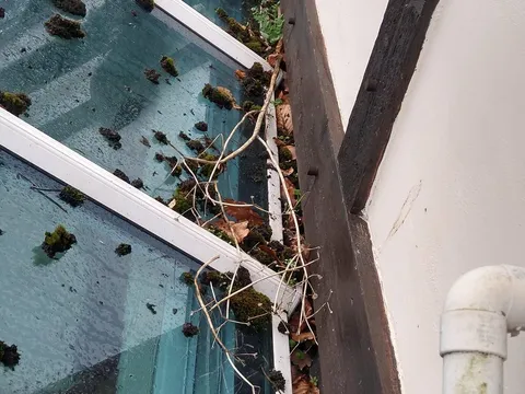 Blocked conservatory gutter in Guildford full of leaves before clearing